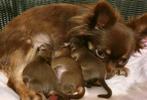 Choco tan chihuahua pups, Rabiës (hondsdolheid), 8 tot 15 weken, Meerdere, Meerdere dieren