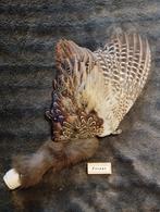 Overleden vogels gezocht voor creativiteit, Ophalen of Verzenden, Gebruikt, Vogel, Overige typen