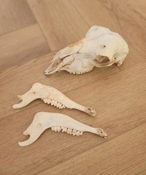 schedel griekse wilde geit gevonden in Griekenland, Verzamelen, Dierenverzamelingen, Schedel, Wild dier, Ophalen of Verzenden