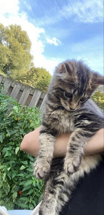 Maine coon Kattertje Blue Tabby beschikbaar voor biedingen