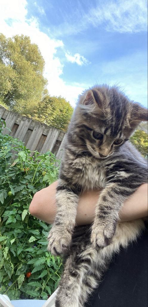 Maine coon Kattertje Blue Tabby, Dieren en Toebehoren, Katten en Kittens | Overige Katten, Langharig, Kater, 0 tot 2 jaar