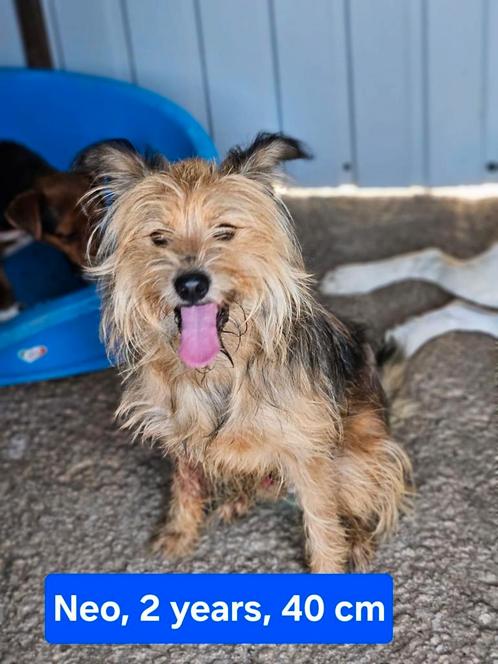 Neo zoekt een baasje, Dieren en Toebehoren, Honden | Niet-rashonden, Klein, Reu, Handelaar, Eén hond, Buitenland, 1 tot 2 jaar