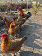 Broedeieren Welsumer kippen, Dieren en Toebehoren, Pluimvee, Geslacht onbekend, Kip