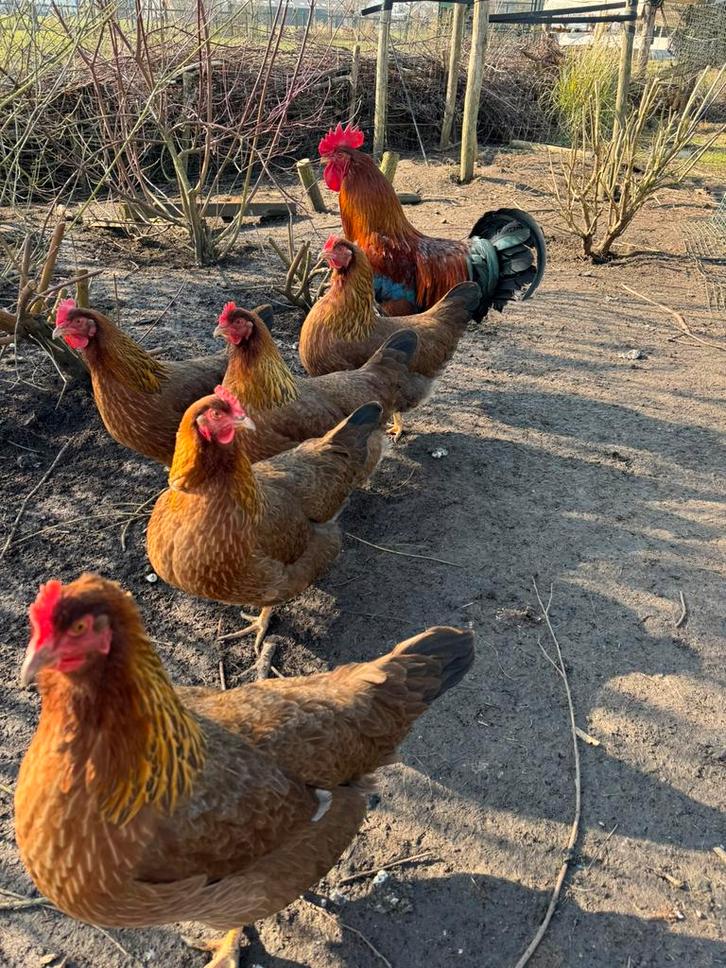 Broedeieren Welsumer kippen, Dieren en Toebehoren, Pluimvee, Kip, Geslacht onbekend