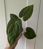 Anthurium Papillilaminum x Velvet Verde, Huis en Inrichting, Kamerplanten, Ophalen of Verzenden, Overige soorten, Minder dan 100 cm