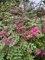 Prachtige Indigo Struik / Indigofera Howellii Reginald Cory, Volle zon, Vaste plant, Zomer, Ophalen