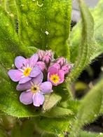 Biologische tuinplanten: oa vergeet me nietjes, varens etc, Tuin en Terras, Planten | Tuinplanten, Halfschaduw, Vaste plant, Lente