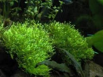 VEEL Riccia fluitans, leuke drijvende aquariumplant beschikbaar voor biedingen