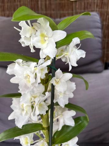 Bamboe orchidee ,,'Apollon” beschikbaar voor biedingen