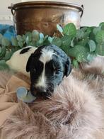 Prachtige friese stabij pups, Overige rassen, 8 tot 15 weken, Meerdere, Meerdere dieren