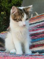 Milo, een lief langharig, Noorse Boskat kitten te koop♡, Dieren en Toebehoren, Meerdere dieren, Ontwormd, 0 tot 2 jaar