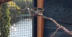 Kapoetsensijs pop, Dieren en Toebehoren, Vrouwelijk, Tropenvogel