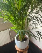 Palm / Goudpalm (140cm hoog) compleet met crème pot, nieuw, Huis en Inrichting, Ophalen, 100 tot 150 cm, Palm, Halfschaduw