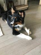 Te koop lieve pup, Dieren en Toebehoren, Honden | Chihuahua's en Gezelschapshonden, Rabiës (hondsdolheid), 15 weken tot 1 jaar