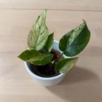 Anthurium ellipticum ‘Jungle King Variegata’, Huis en Inrichting, Kamerplanten, Overige soorten, In pot, Minder dan 100 cm, Groene kamerplant