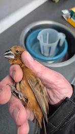 Braziliaanse Blauwe Bisschop koppel (Cyanoloxia brissonii) V, Dieren en Toebehoren, Meerdere dieren, Geringd