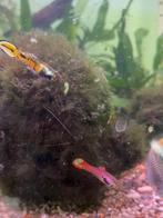 Endler livebearer, Vis, Zoetwatervis