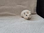 Cavia beertjes, Dieren en Toebehoren, Knaagdieren, Cavia, Mannelijk, Tam, September