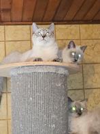 Lieve kittens zoeken gouden mandje 3/4 ragdoll 1/4 Siamees, Meerdere dieren