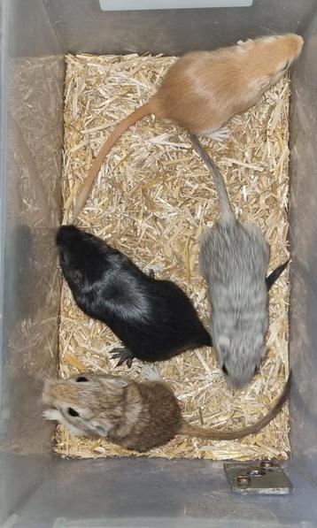 Gerbils (Mongoolse) beschikbaar voor biedingen