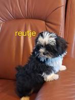 Te koop mooie kleinblijvende boomer pups, Dieren en Toebehoren, Overige rassen, CDV (hondenziekte), 8 tot 15 weken, Meerdere