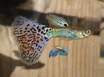Singa Red Grass, aanbieding!, Dieren en Toebehoren, Vissen | Aquariumvissen, Vis, Zoetwatervis