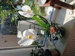 orchidee gratis ophalen in Renswoude, Huis en Inrichting, Ophalen of Verzenden, Halfschaduw, Minder dan 100 cm