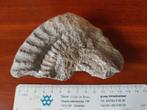 Groot fossiel fragment van een ammoniet, Ophalen of Verzenden, Fossiel