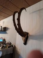 Alpen steenbok gewei prachtig exemplaar, Ophalen of Verzenden, Zo goed als nieuw, Hert, Gewei of Kop