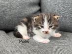 Kruising siberische boskat en Noorse boskat, Dieren en Toebehoren, Katten en Kittens | Raskatten | Langhaar, Meerdere dieren, Ontwormd
