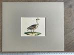 1830 - Chineese knobbelgans - Vogel - oud - gravure gekleurd, Ophalen of Verzenden