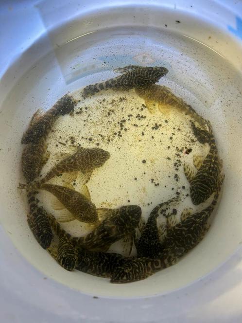 Kweekgroepen L134 & L333, Dieren en Toebehoren, Vissen | Aquariumvissen, Vis