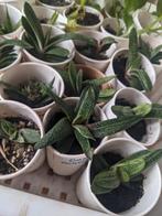 Gasteria acinacifolia - vetplantjes, Huis en Inrichting, Ophalen, Overige soorten, Minder dan 100 cm