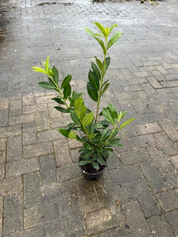 Laurier Caucasica - Prunus laurocerasus 'Caucasica' beschikbaar voor biedingen