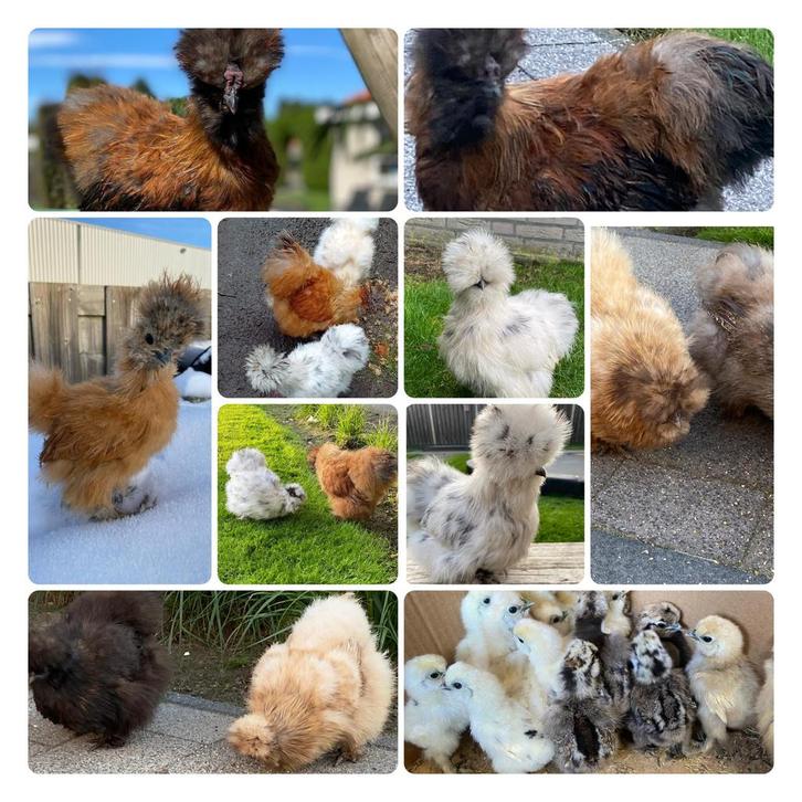 Kuikentjes USA Zijdehoen broedeieren kuikens, Dieren en Toebehoren, Pluimvee, Kip, Geslacht onbekend