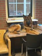 Prachtige langharige Duitse Herder teef, Dieren en Toebehoren, Honden | Herdershonden en Veedrijvers, 1 tot 2 jaar, Teef, Eén hond