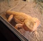 Mooie mannelijke baardagaam Orange hypotrans, Hagedis, 0 tot 2 jaar