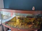 Juwel vision 450 aquarium, Dieren en Toebehoren, Ophalen, Gebruikt, Gevuld zoetwateraquarium