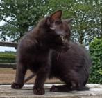 leuk zwart(bruinzwart?) kater kitten, Kater, Kortharig, 0 tot 2 jaar