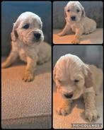 Cocker x golden retriever pup, Dieren en Toebehoren, Rabiës (hondsdolheid), Reu, 8 tot 15 weken, Eén hond