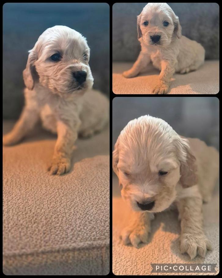 Cocker x golden retriever pup, Dieren en Toebehoren, Honden | Chihuahua's en Gezelschapshonden, Reu, Particulier, Eén hond, Nederland