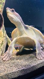 Schildpad, Dieren en Toebehoren, Reptielen en Amfibieën, Schildpad