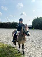 Allerliefste welsh a kinderpony, Ophalen of Verzenden