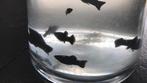 Gratis af te halen Black Molly’s, Dieren en Toebehoren, Vissen | Aquariumvissen, Vis