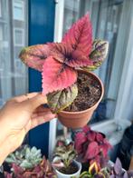 Coleus Amazonia, Ophalen, Overige soorten, Minder dan 100 cm
