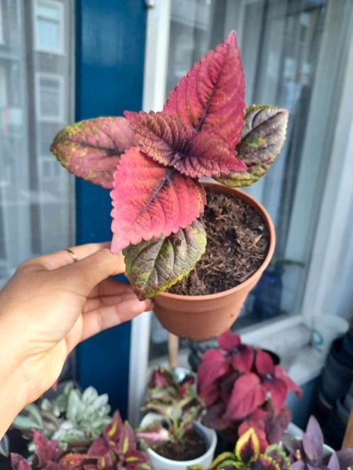 Coleus Amazonia, Huis en Inrichting, Kamerplanten, Overige soorten, Minder dan 100 cm, Ophalen