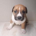 Prachtige amerikaanse Stafford pitbull pups! Groffe beertjes, Dieren en Toebehoren, Honden | Jack Russells en Terriërs, Rabiës (hondsdolheid)