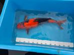 Koi karper, Dieren en Toebehoren, Vissen | Vijvervissen, Karper of Koi