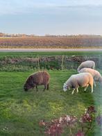 Lieve (dek) ram ter overname aangeboden, Dieren en Toebehoren, Schapen, Geiten en Varkens, Mannelijk, Schaap, 0 tot 2 jaar