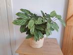 Plant in waterdichte mand - weg wegens emigratie, Huis en Inrichting, Kamerplanten, Ophalen, Overige soorten, Minder dan 100 cm
